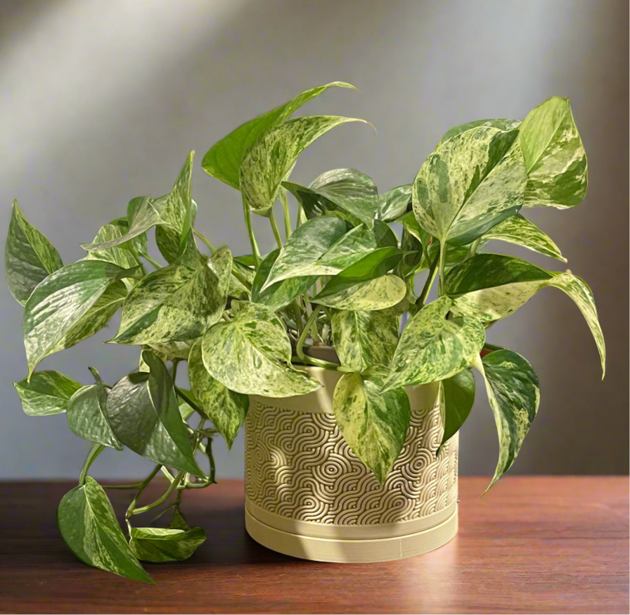 Etched Swirl Planter with Drip Tray