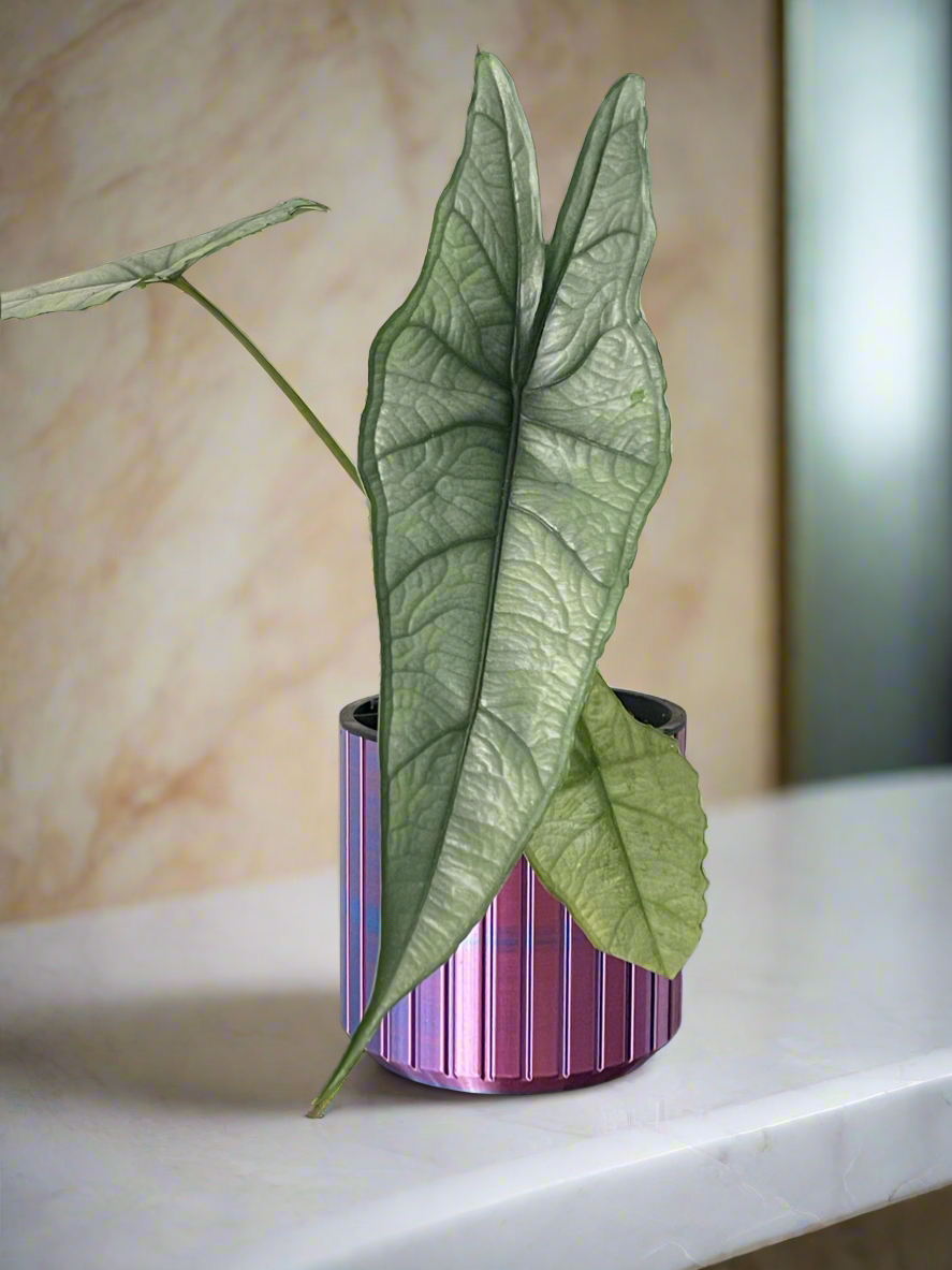 Hydroflow Self Watering Planter