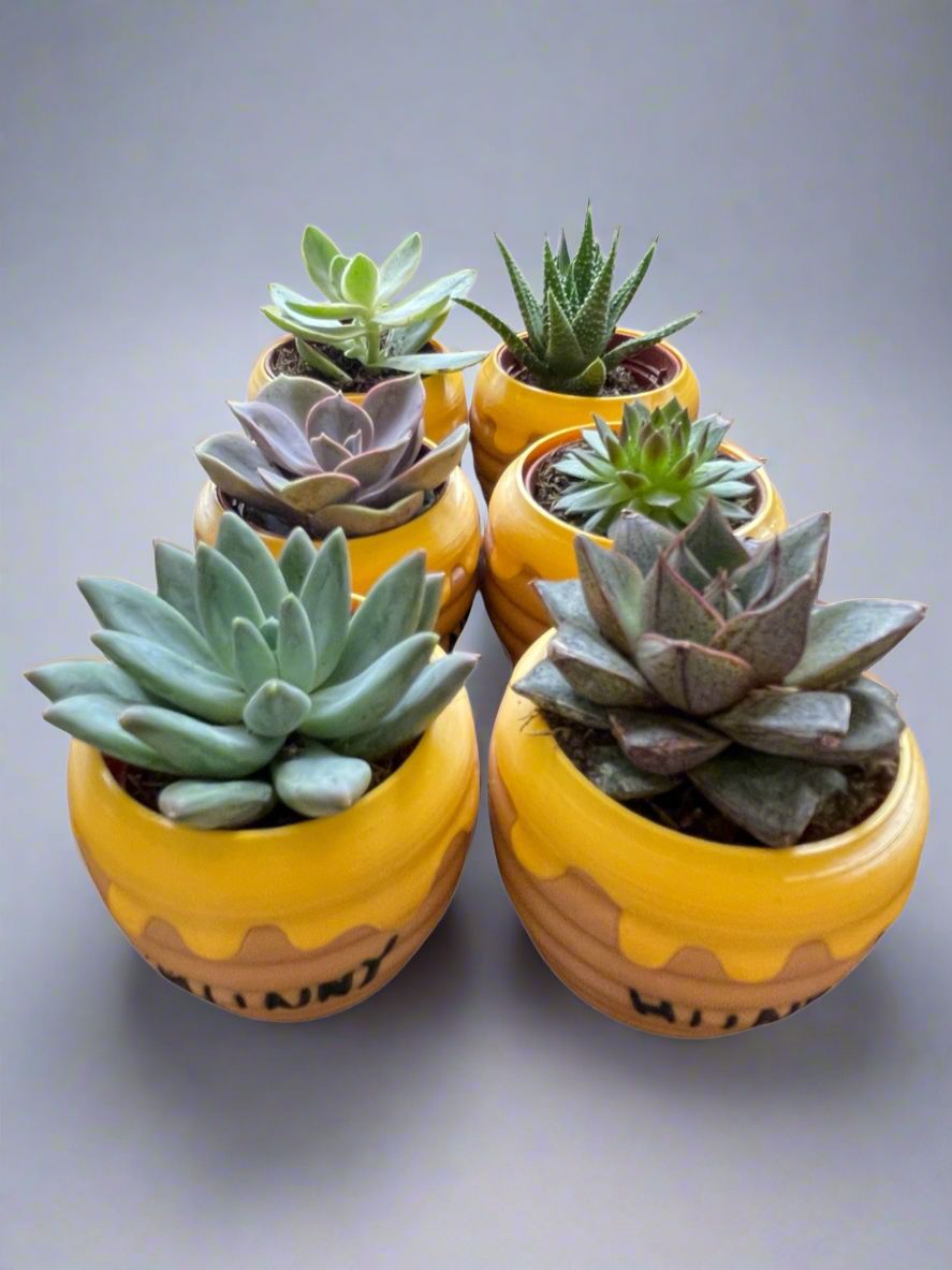 Six-Pack Hunny Pots & Succulents – Winnie the Pooh Party Favors