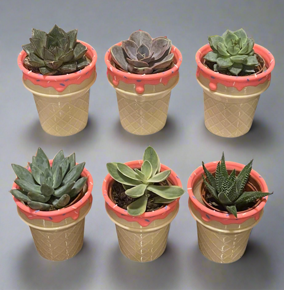 Six-Pack Succulent Filled Ice Cream Scoop Party Favors