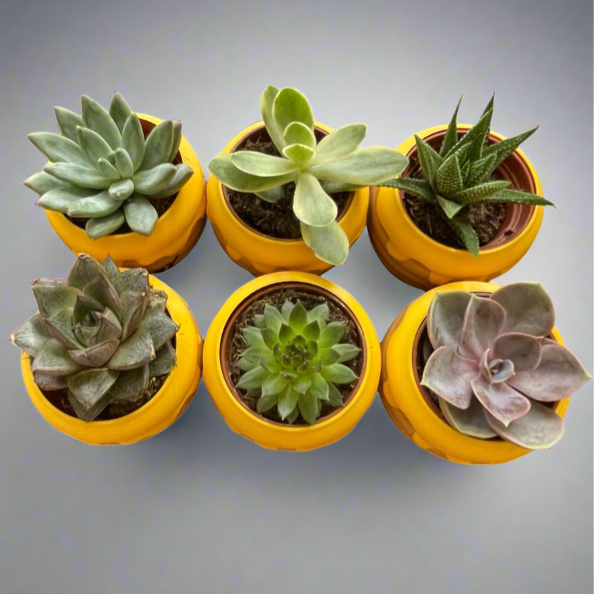 Six-Pack Hunny Pots & Succulents – Winnie the Pooh Party Favors