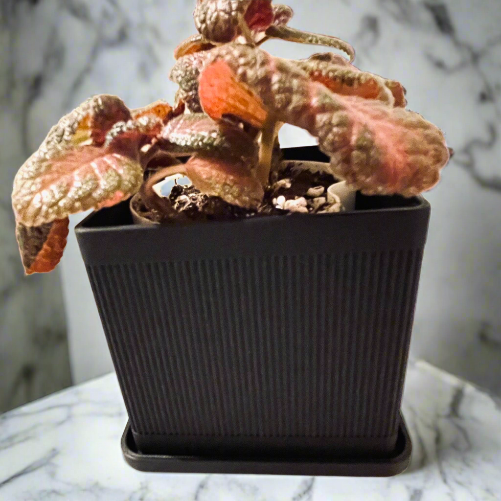 Modura Planter with Drip Tray