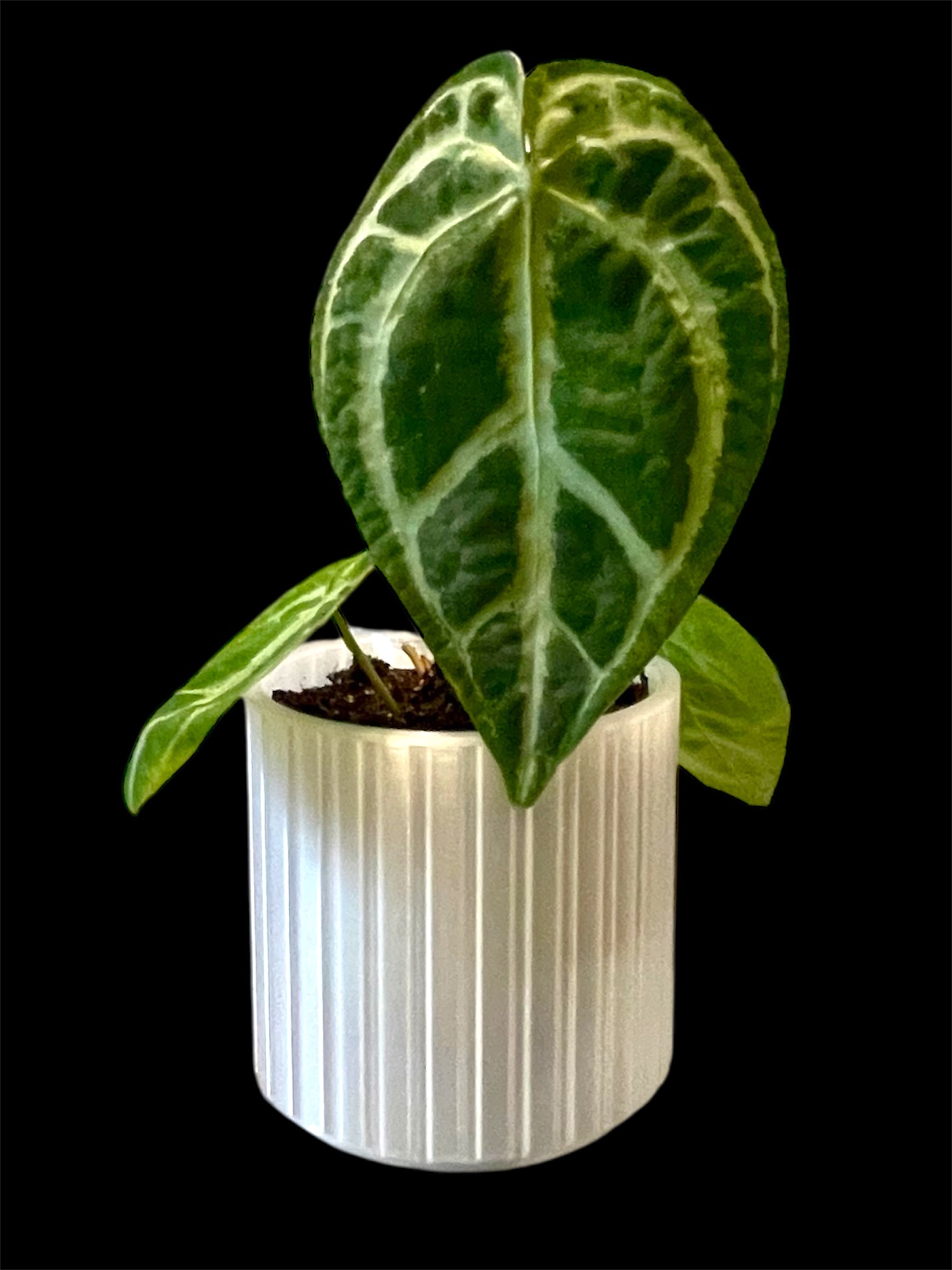In The Clear Self Watering Planter