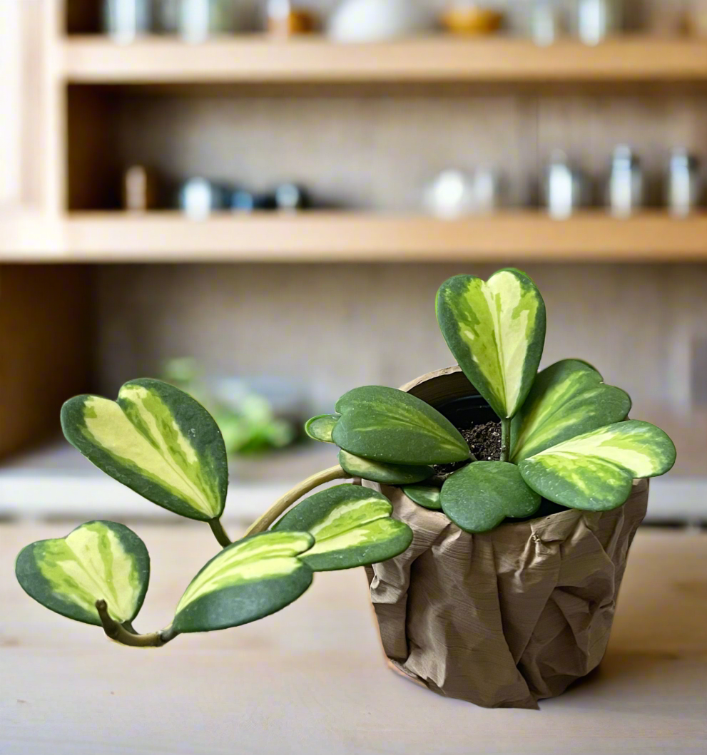 The Brown Bag Special Planter Edition