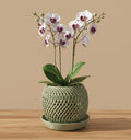Bella Orchid Planter