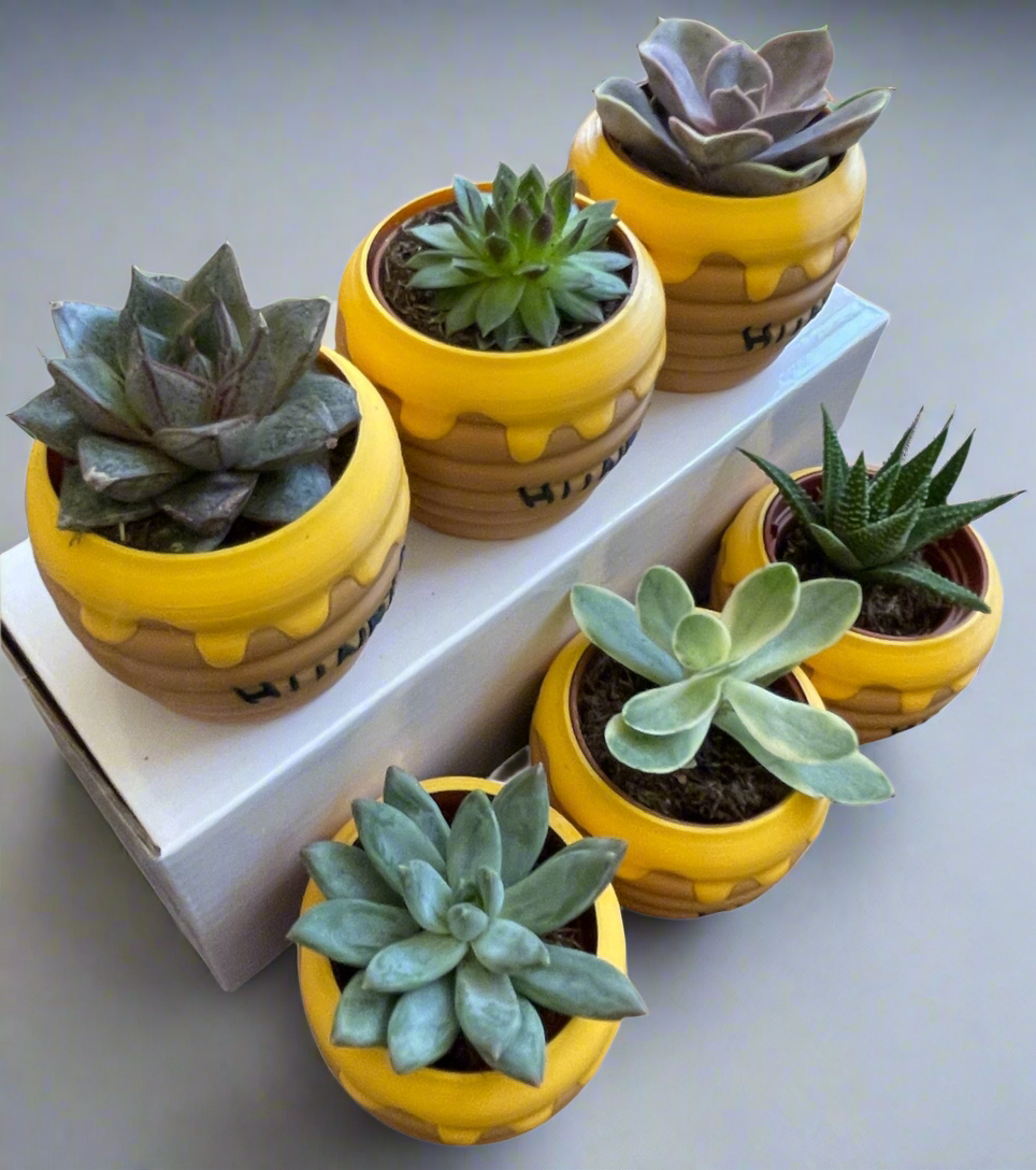 Six-Pack Hunny Pots & Succulents – Winnie the Pooh Party Favors