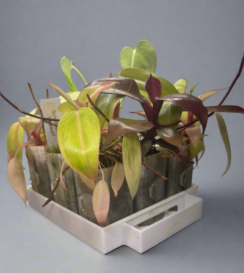 ClearGrow - Substrate Propagation Station