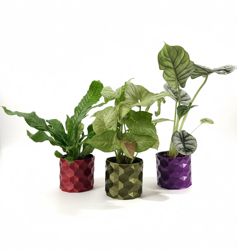 Holiday Gift Surprise