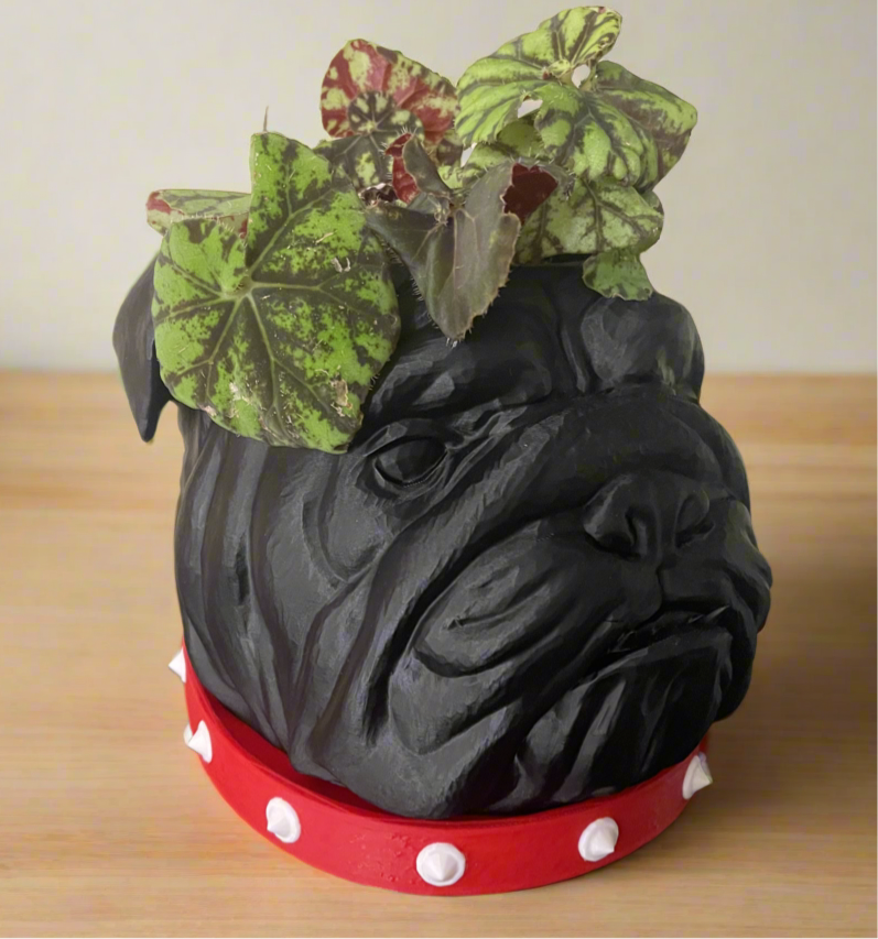 french bulldog plant pot Spike Bulldog Planter with Drip Tray – Genetic Designs