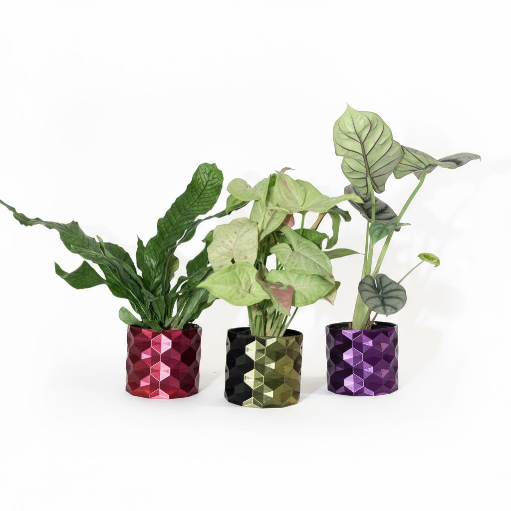 Holiday Gift Surprise