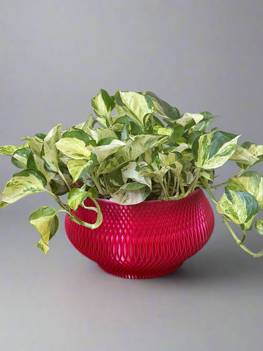 Woven Bowl Architecture Planter