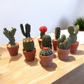 Cactus Clicker Fidget Toys