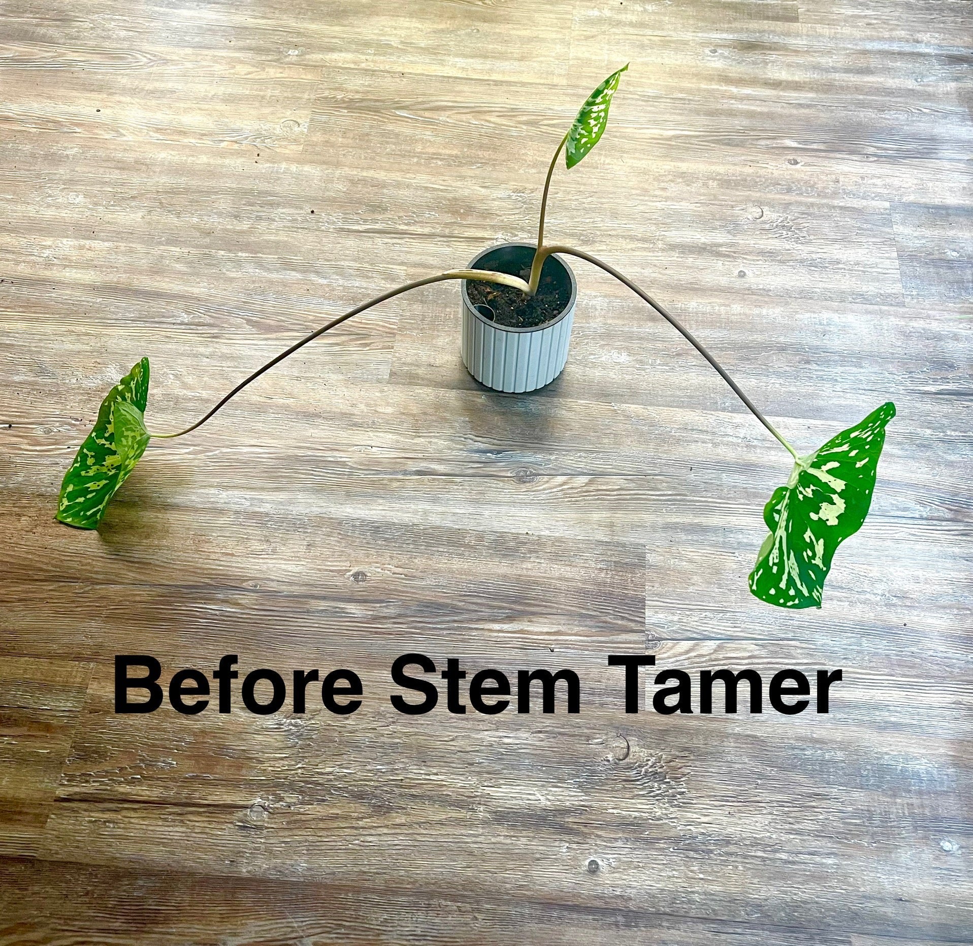 Stem Tamer Leaf Support