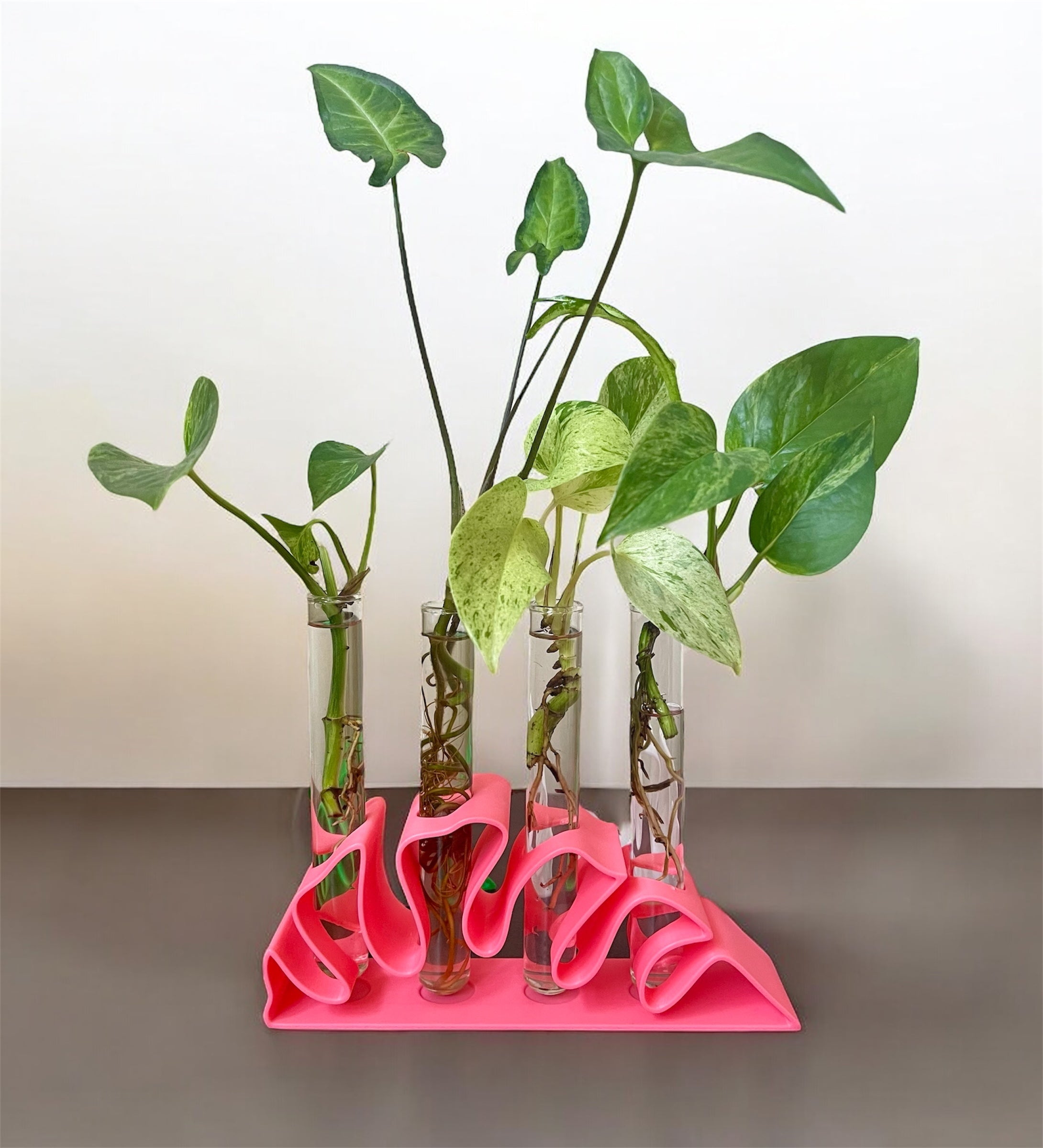 Monstera Leaf Propagation Station – includes Glass Tubes